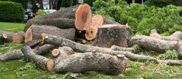 When One Tree Starts Causing More Problems Than It Solves